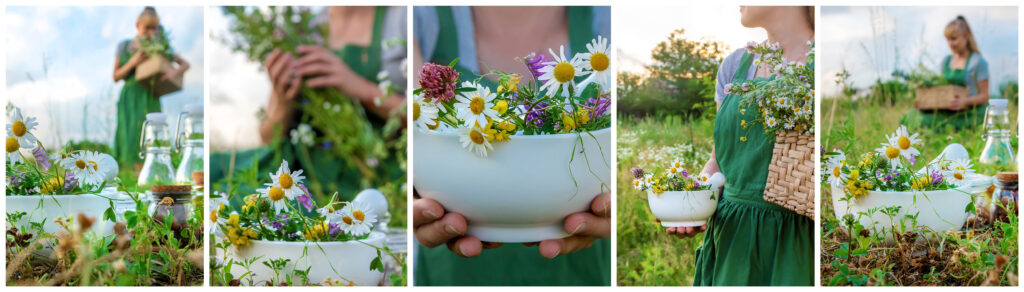 The herbalist collects medicinal herbs.