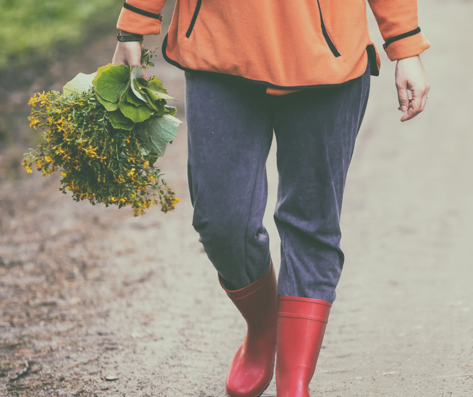 introduction to herbalism