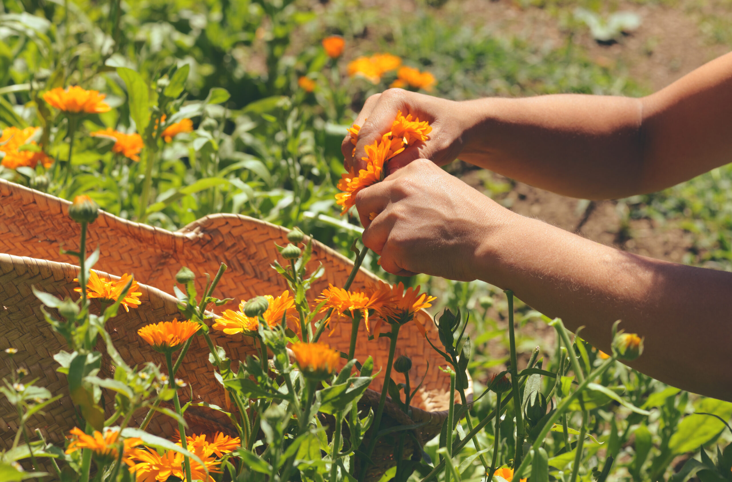 harvesting calendula