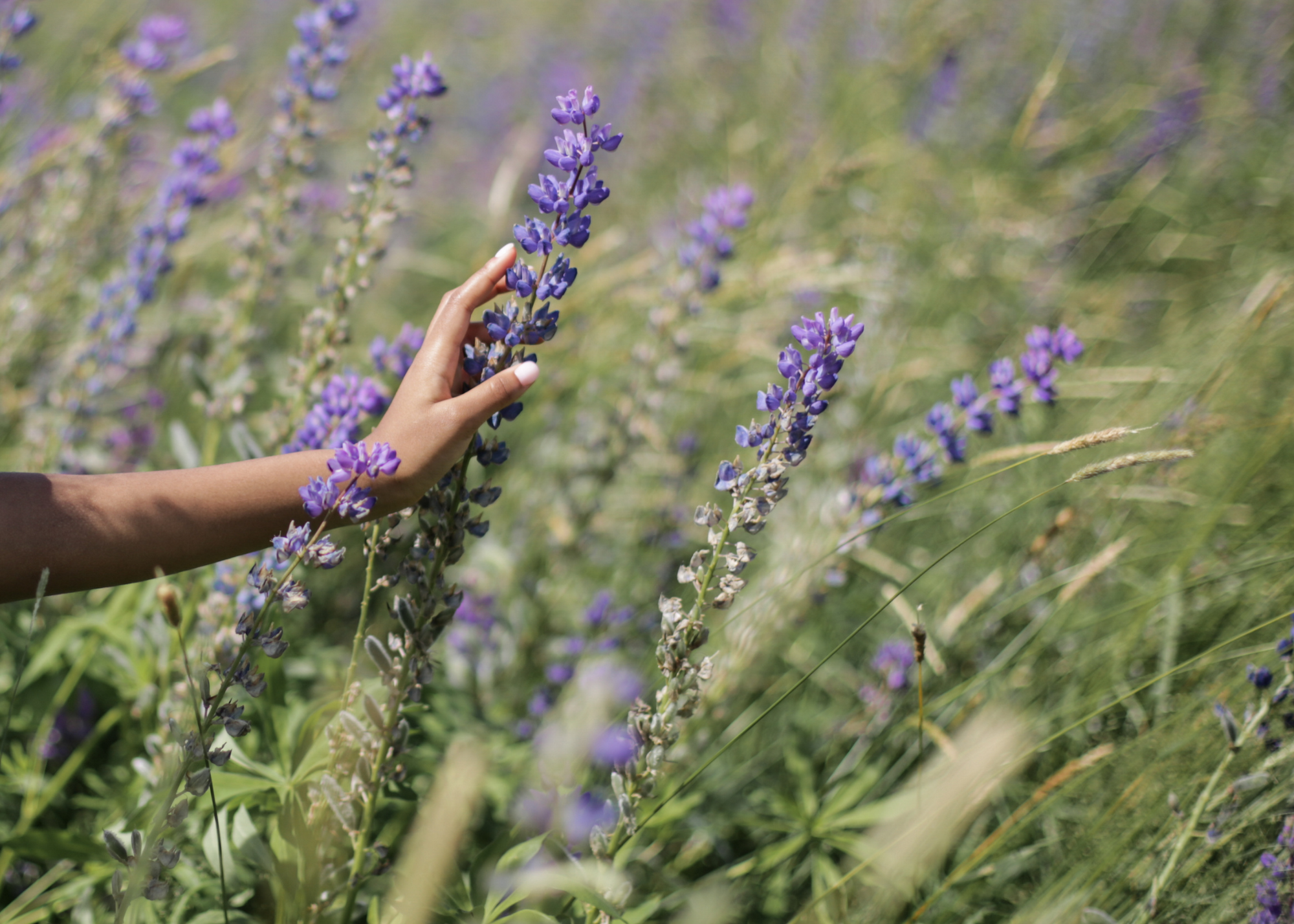 Herbs for Relaxation