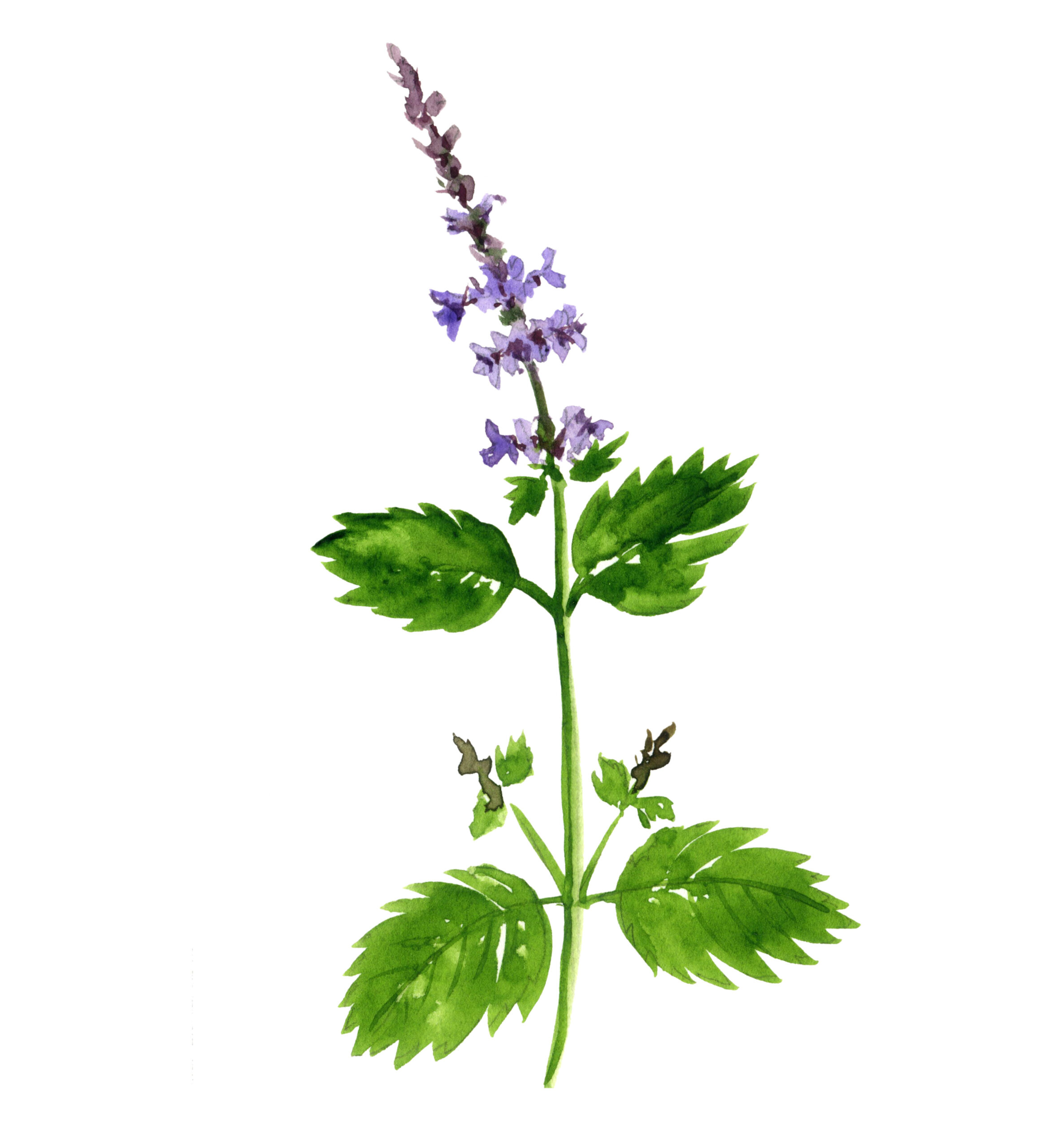 tulsi herbs for happiness tulsi plant