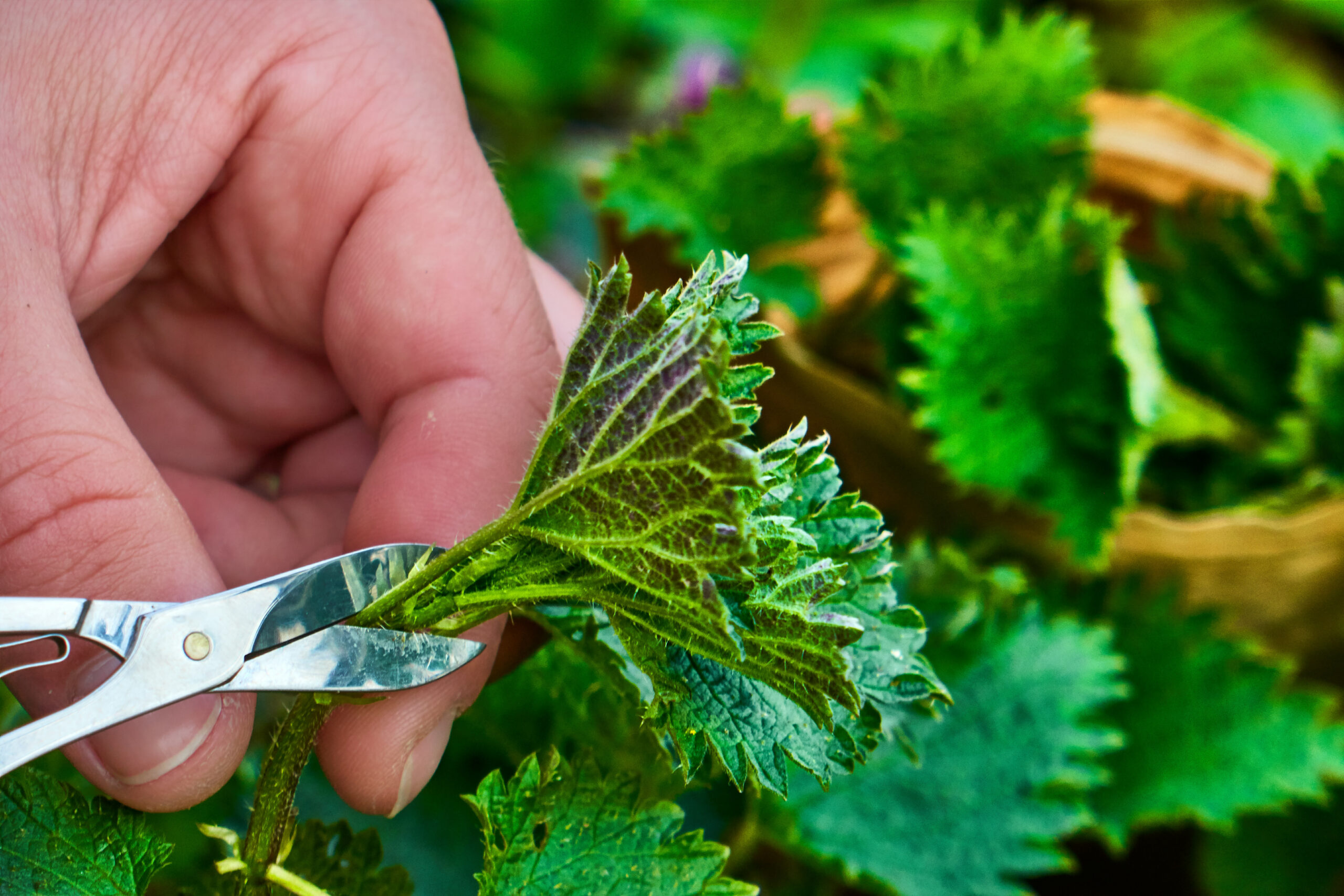 Nettles herbs for beautiful hair