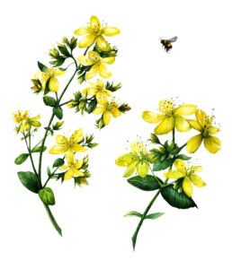 St. John’s wort (Hypericum perforatum) herbs for happiness St. John's Wort