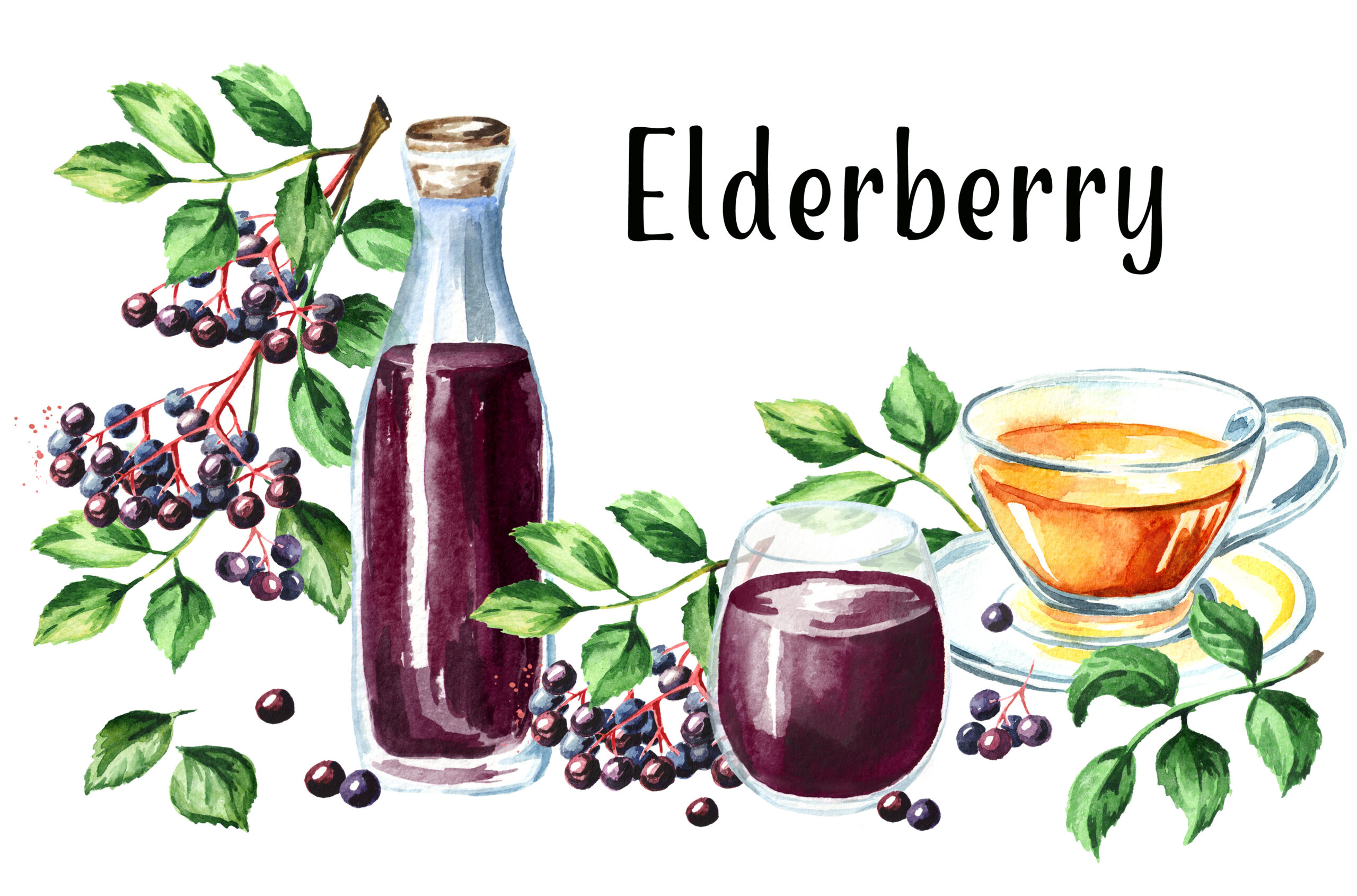 Elderberry card. Watercolor hand drawn illustration, isolated on white background Elderberry Syrup