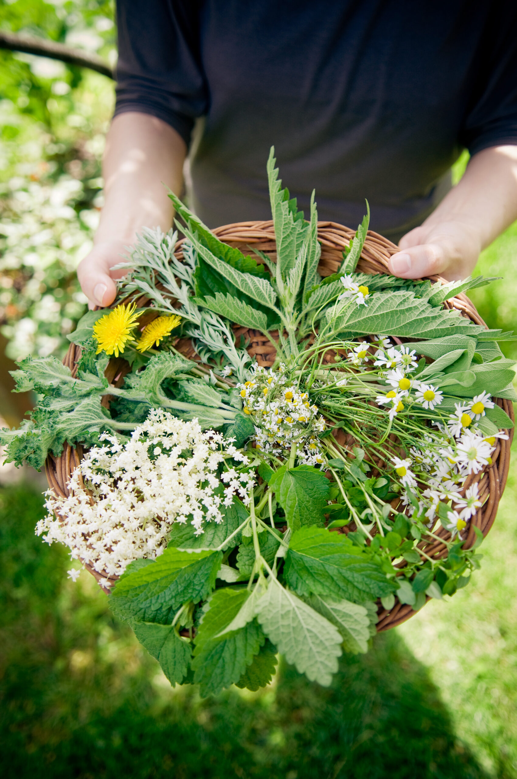 being an herbalist being an herbalist
