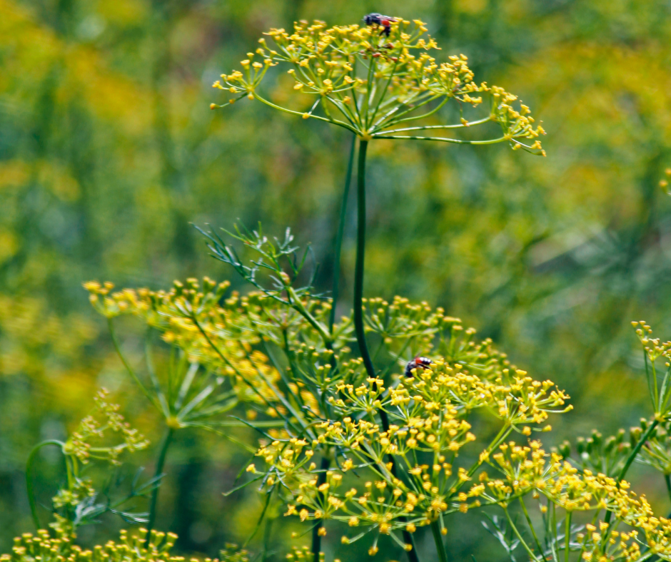 Herbs for Stomach Ache Fennel