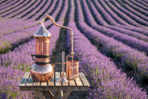 clinical aromatherapy distillation in field