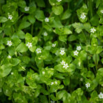 chickweed