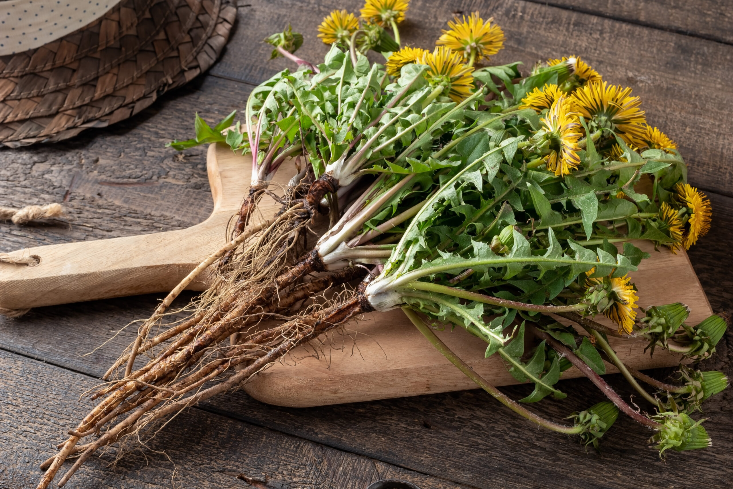 Dandelion roots with leaves Dandelion