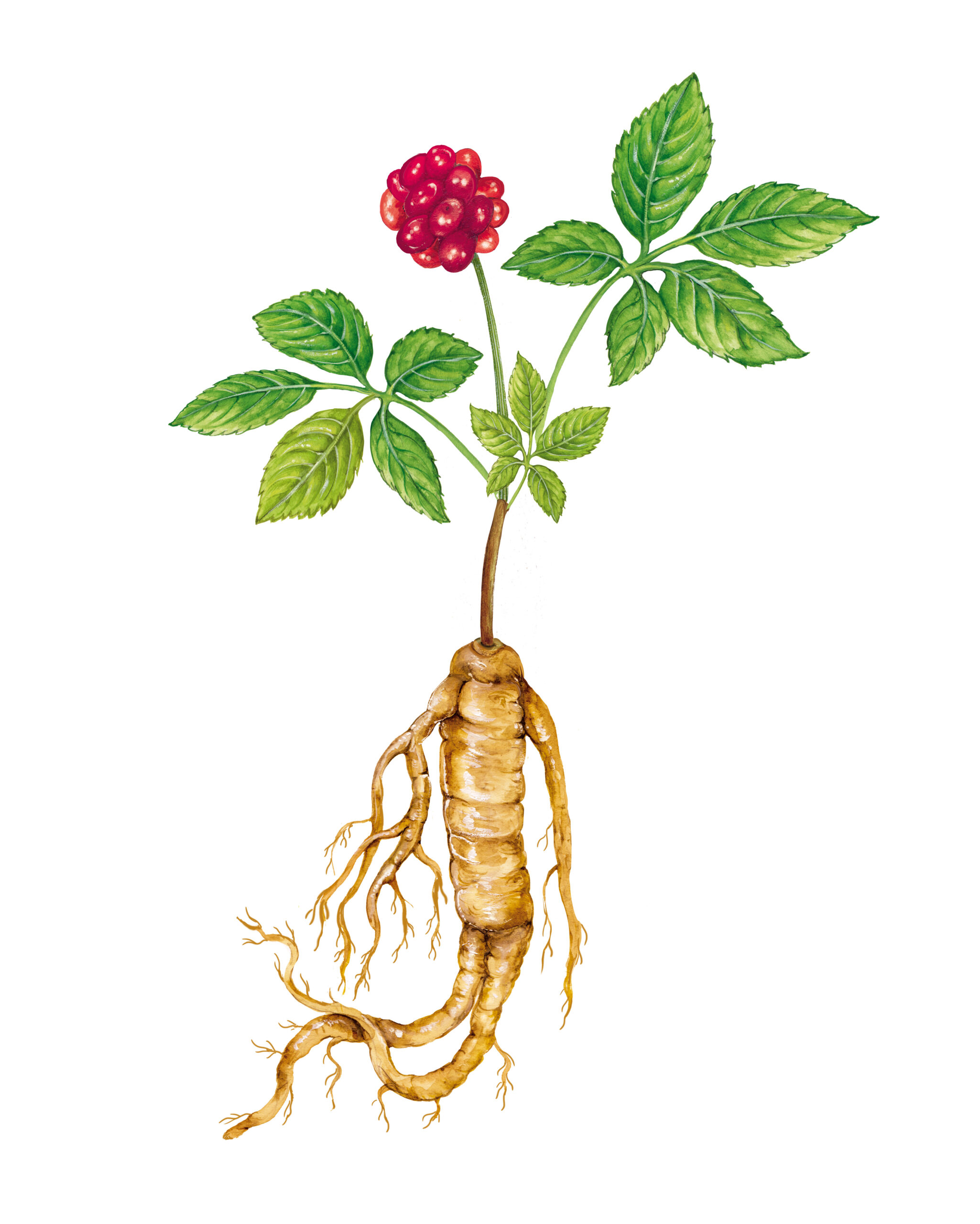 watercolor illustration o a plant of ginseng (Panax), with leave ginseng