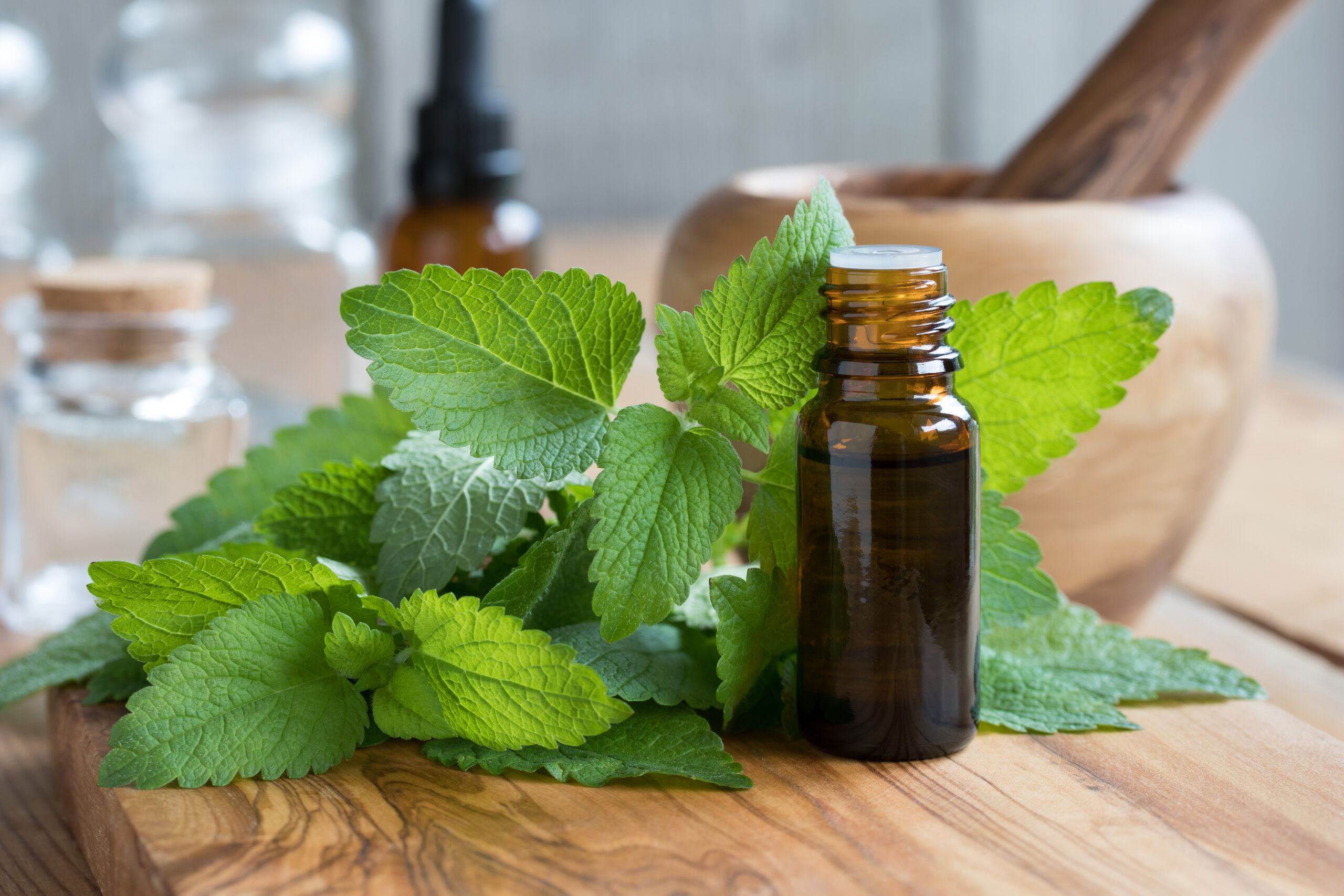 A bottle of melissa essential oil with fresh melissa leaves Lemon Balm