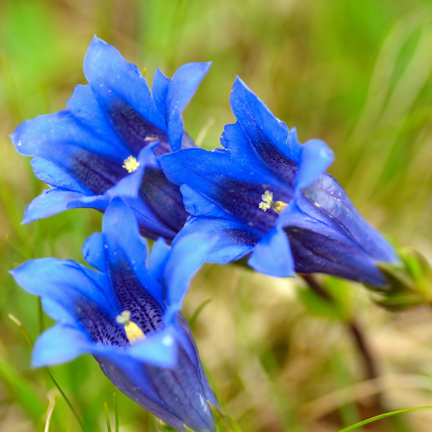 herbal bitters become an herbalist