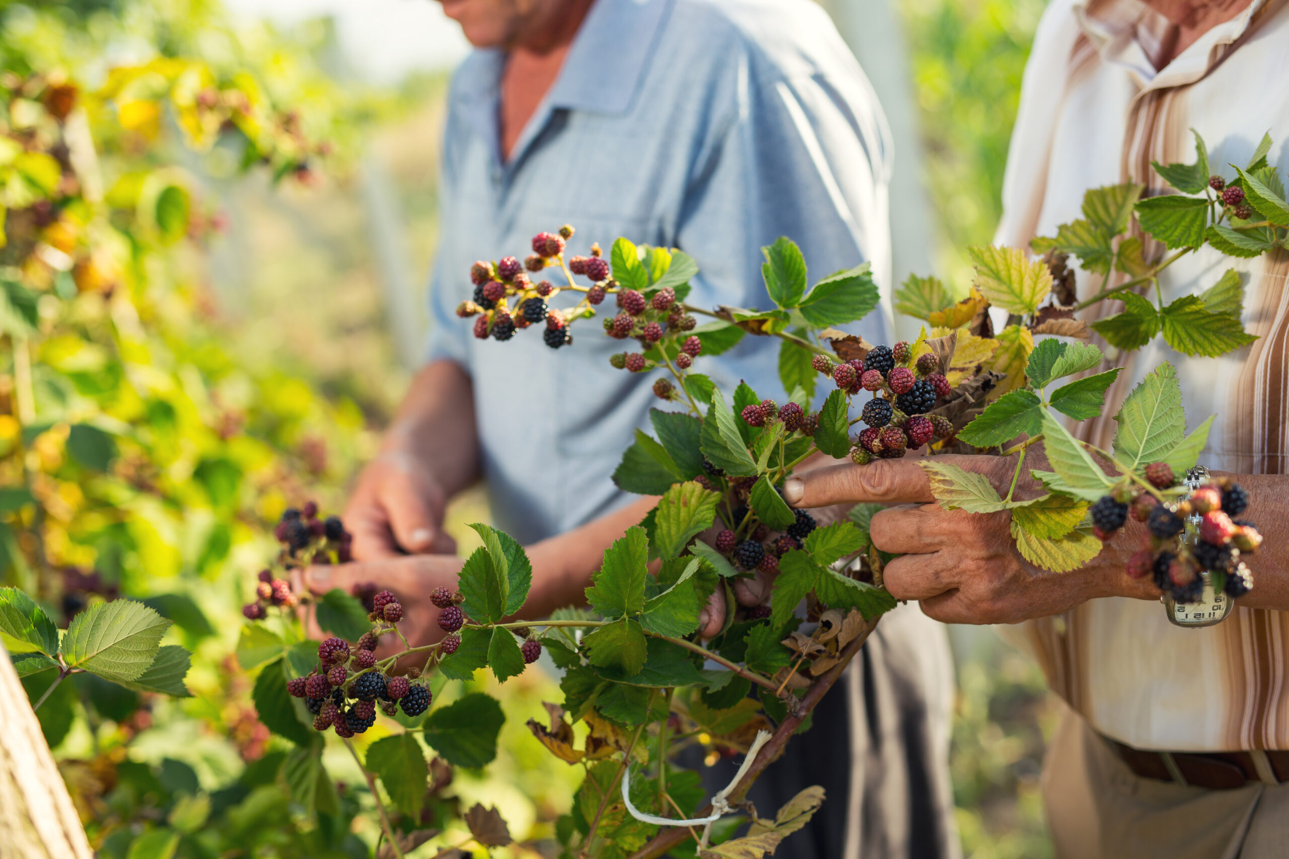 forage become an herbalist