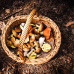mushroom foraging wicker basket forage