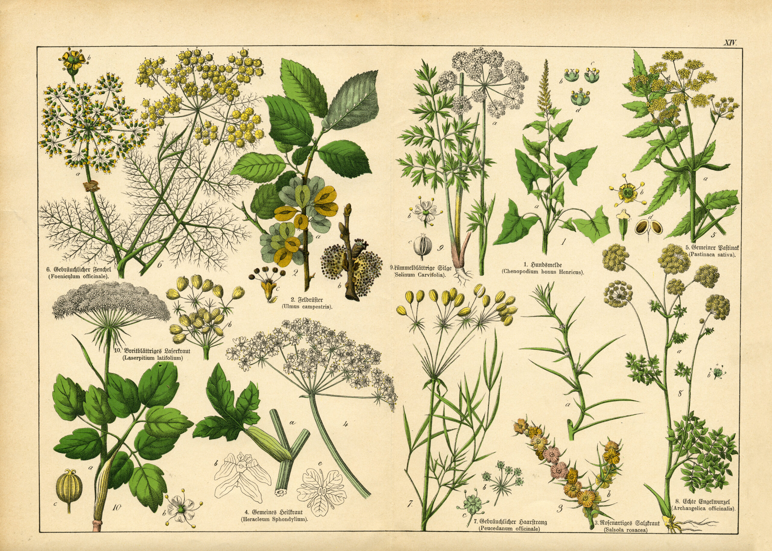 botany for herbalists