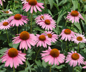 Uses of Echinacea