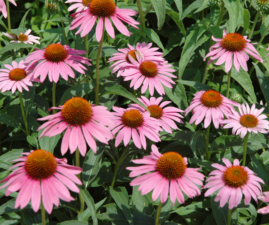 Uses of Echinacea become an herbalist