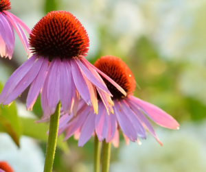 Uses of Echinacea