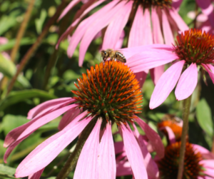 Uses of Echinacea