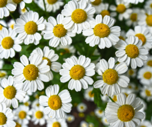 benefits of chamomile