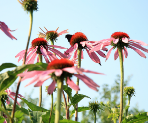 echinacea