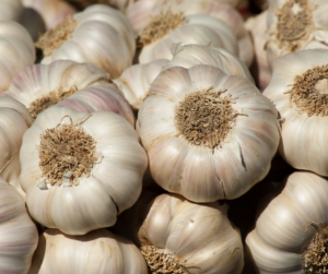 garlic antimicrobial herbs