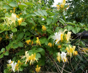 honeysuckle