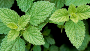 lemon balm