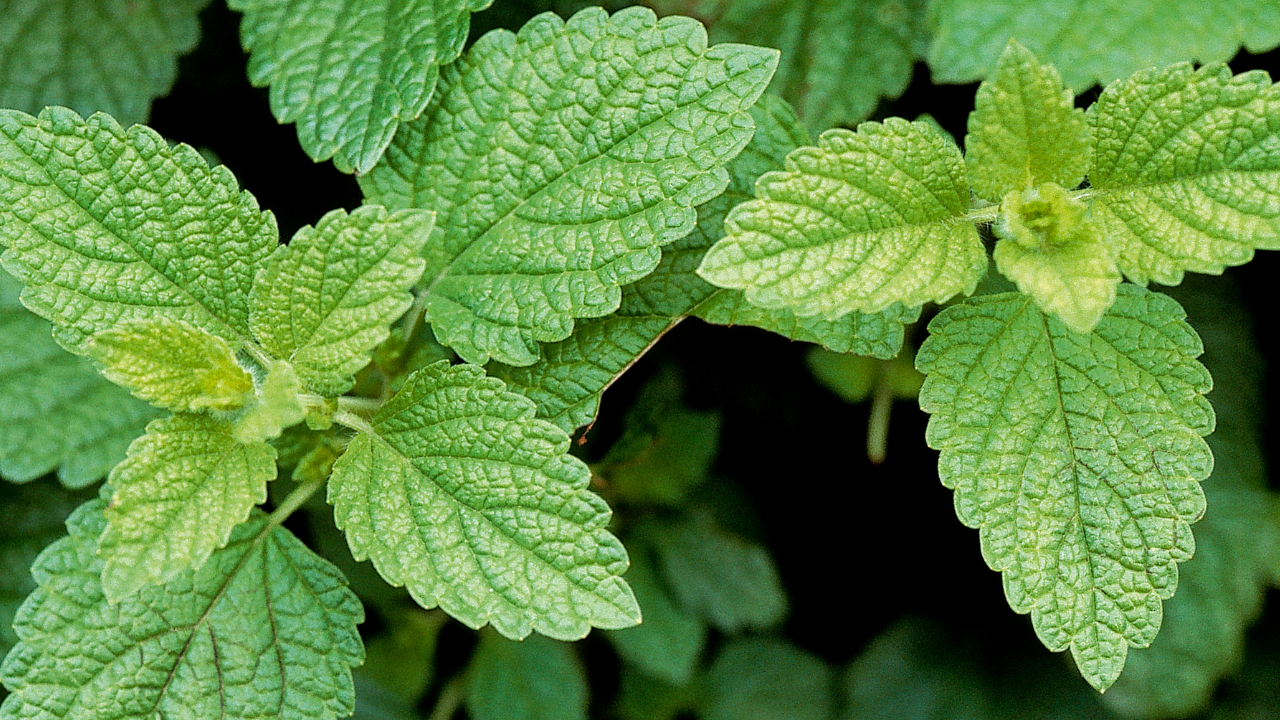lemonbalmtea1 lemon balm