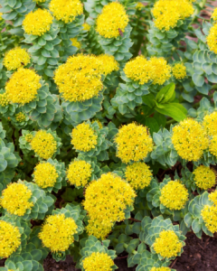 Adaptogens Rhodiola