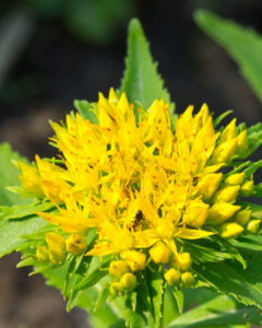 Adaptogens Rhodiola