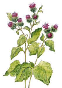 herbal alteratives burdock