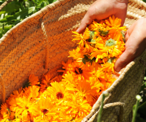 Calendula Salve becoming an herbalist