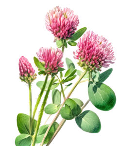 red clover herbal alteratives