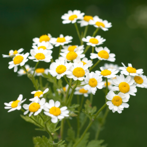 herbal analgesics feverfew