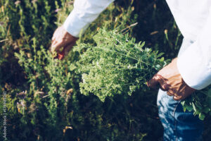 herbal careers harvesting herbs