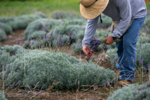 herbal career farming