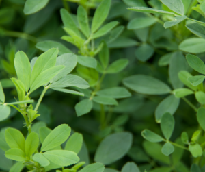 alfalfa materia medica