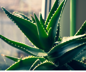 Aloe Vera