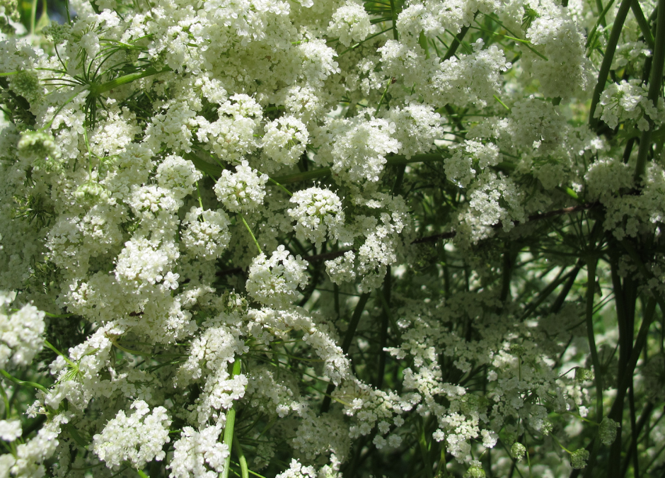 Anise, The Sweet-Smelling Herb