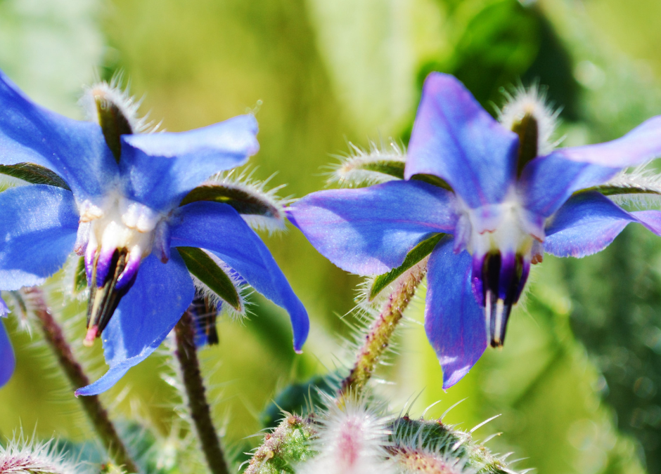 Borage: The Starflower Herb