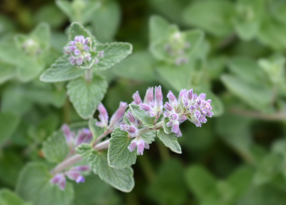 Catnip: The Feline Favorite