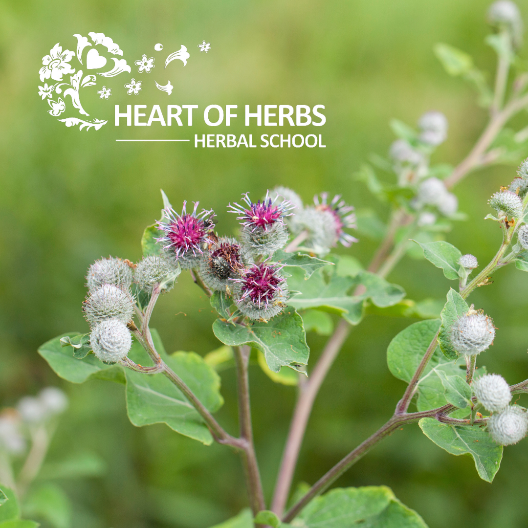 Cholagogues burdock Cholagogues burdock