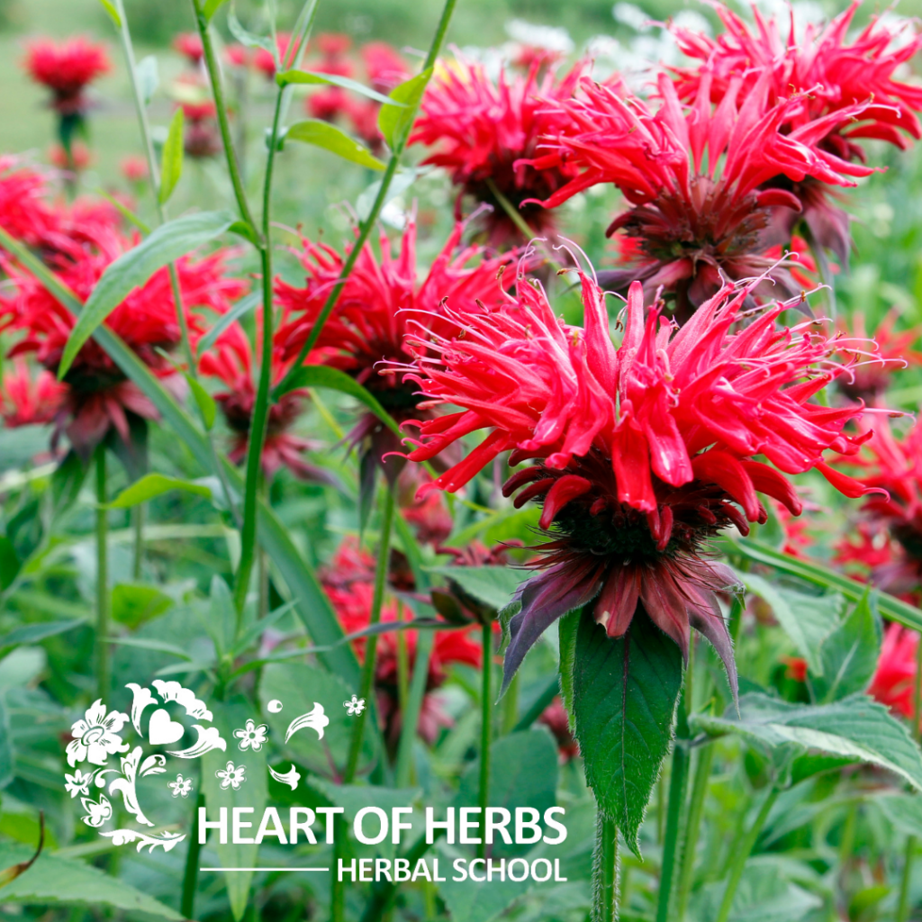 Carminative Carminative Herbs - Heart of Herbs Herbal School