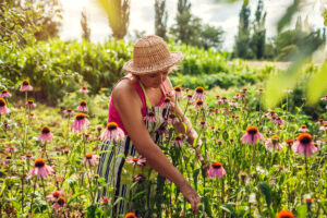 sustainable herbalism harvesting sustainable herbalism harvesting