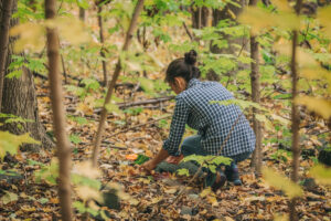 sustainable herbalism sustainable herbalism