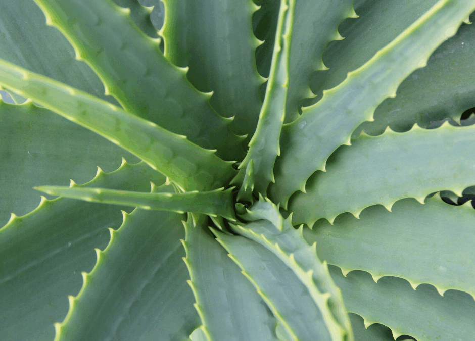 Leaky Gut Herbs