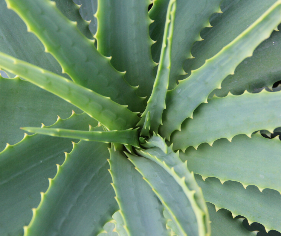 aloe Aloe Leaky Gut