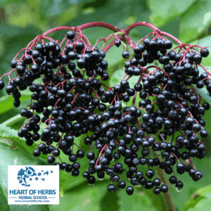 Herbals for Measles Herbals for Measles