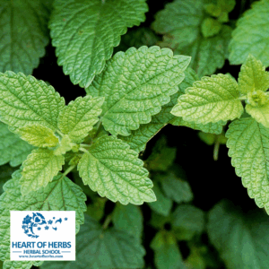 Herbals for Measles1